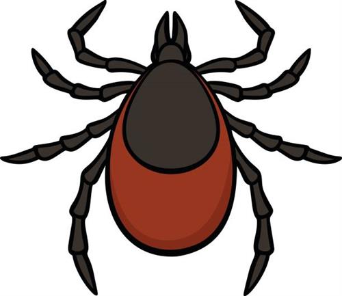 tick 