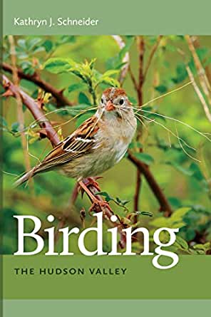birding 