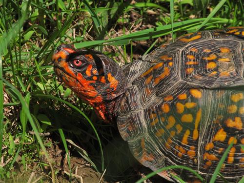 Box Turtle 