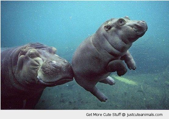 Hippos 