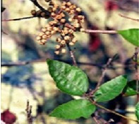 poison ivy