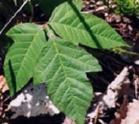 poison ivy green