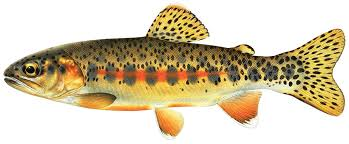Brown trout 