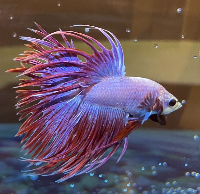 Mrs. Donegan’s fish