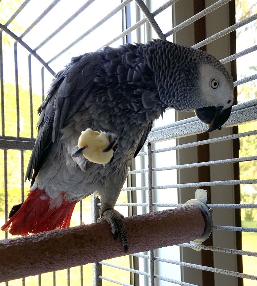 Daisy Parrot
