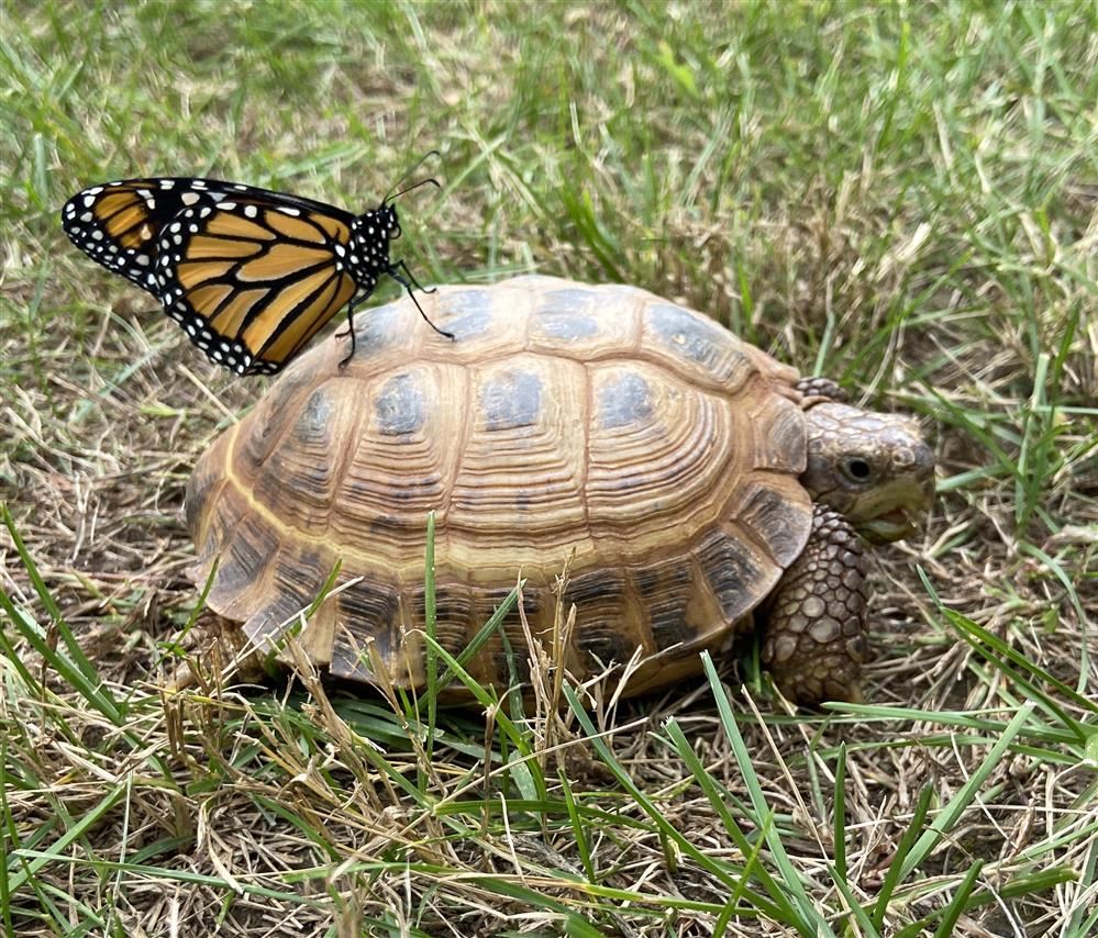 Esio with one of our monarchs
