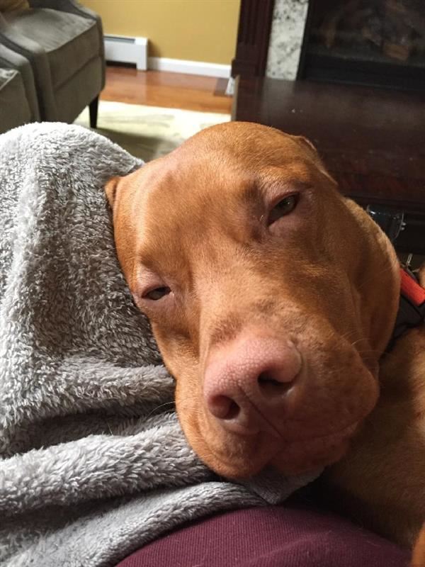 Cute dog 